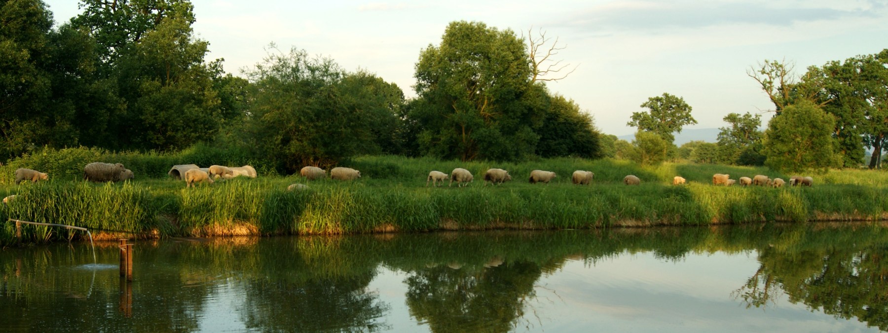 Owce pasące się na zielonej grobli nad stawem